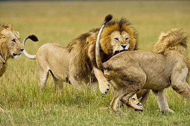 《星空》第二部DLC定名